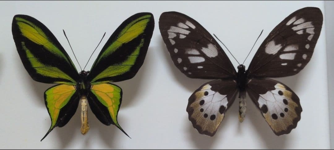 専用　ゴクラクトリバネアゲハ　arfak