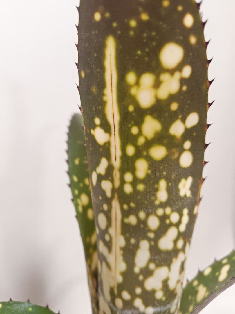 ビルベルギア　メリーモナーク