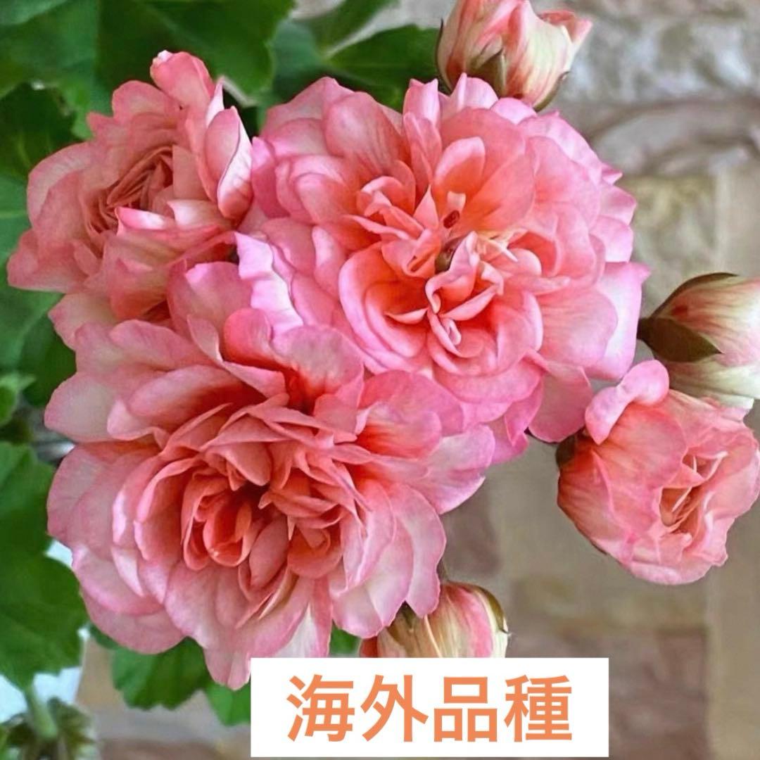 専用リンク　海外品種ゼラニウム　レア品種ゼラニウム　2年苗