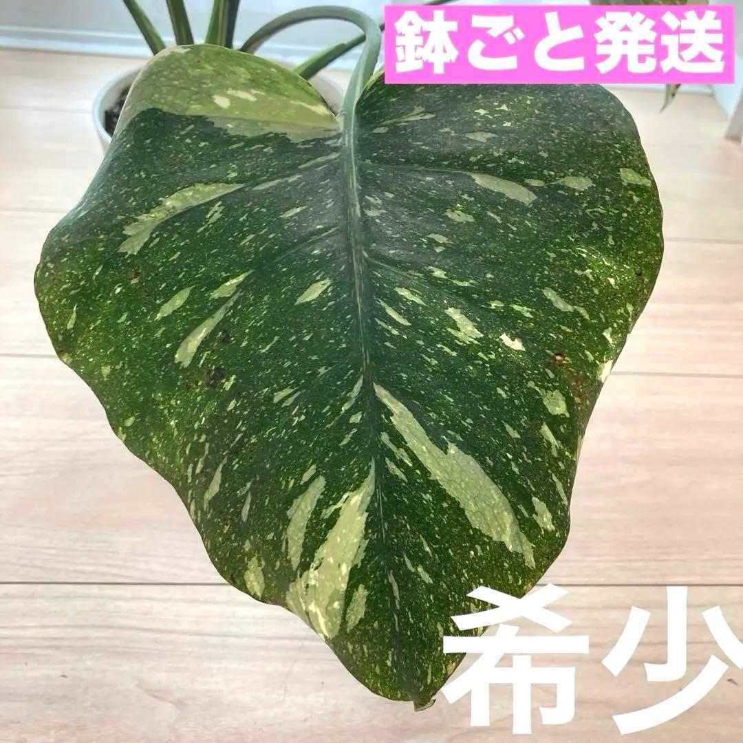 k*u様 鉢ごと発送【希少】モンステラ　デリシオーサ　レガシー★班入り▪️▪️