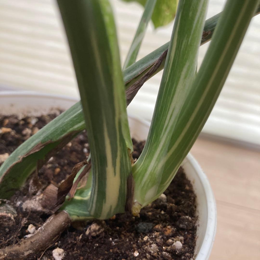 k*u様 鉢ごと発送【希少】モンステラ　デリシオーサ　レガシー★班入り▪️▪️