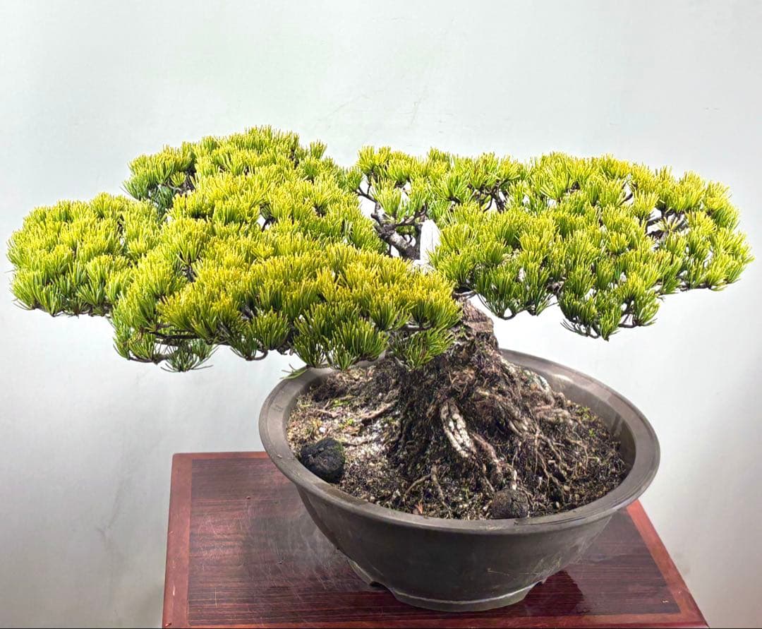 【みやじま】大阪松　五葉松　盆栽‼️