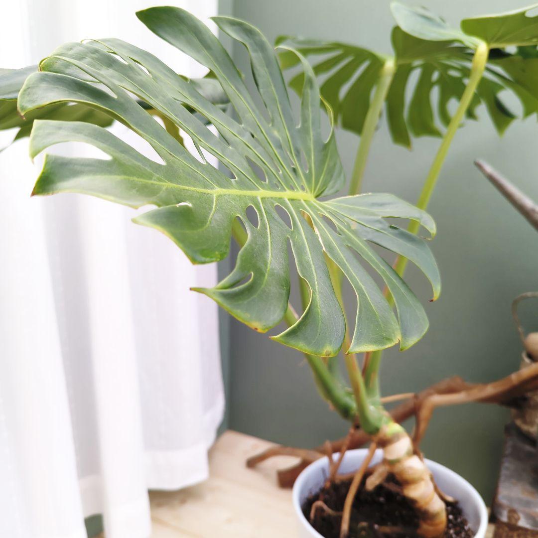 ＳＡＭ根上り モンステラ デリシオーサ (現品) 癒し空間８号