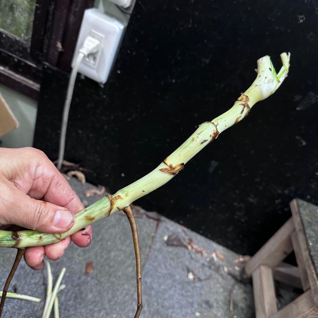 H*I様 斑入りモンステラホワイトタイガー茎4株おまとめ