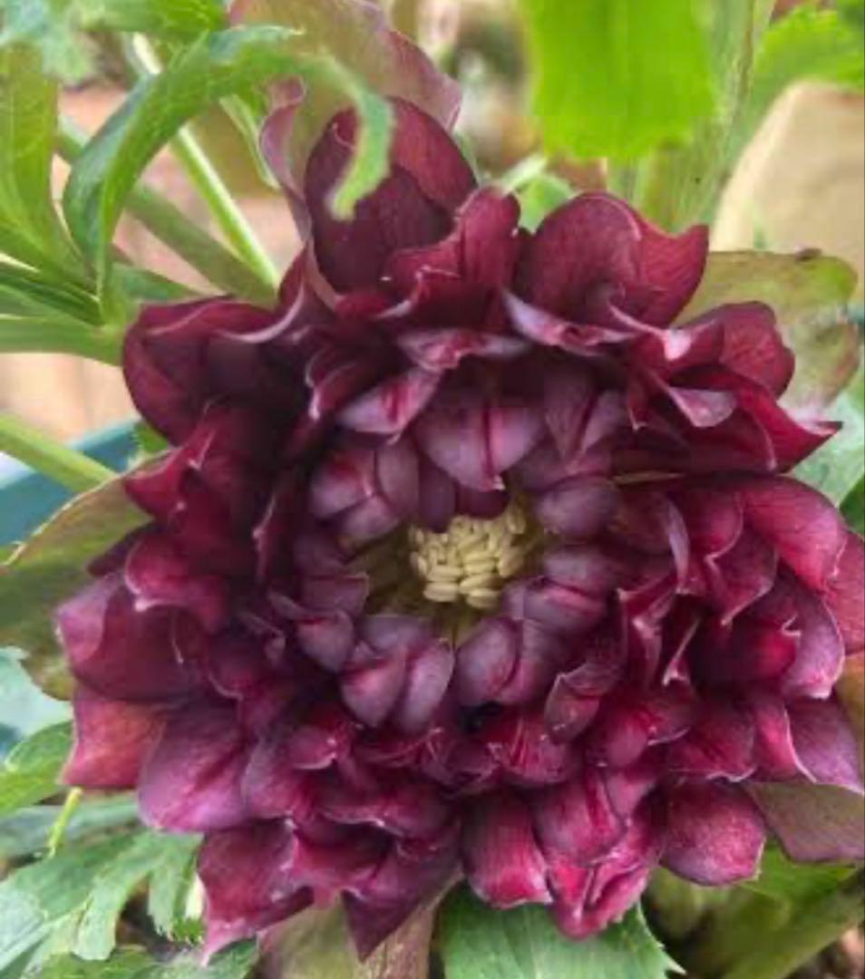 クリスマスマスローズ、クレオパトラ、ダークレッド、ラベル付き