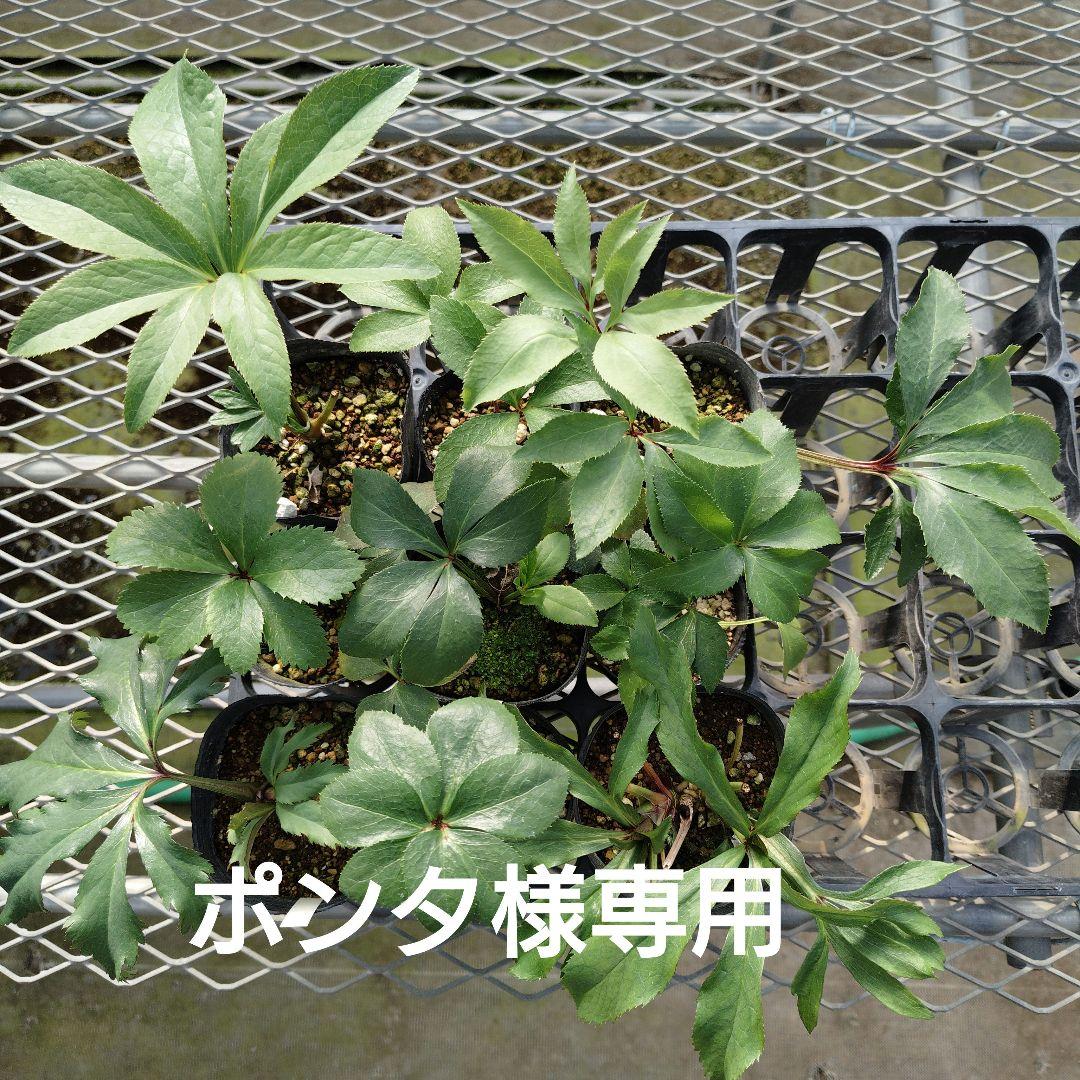 ポンタ　クリスマスローズセット