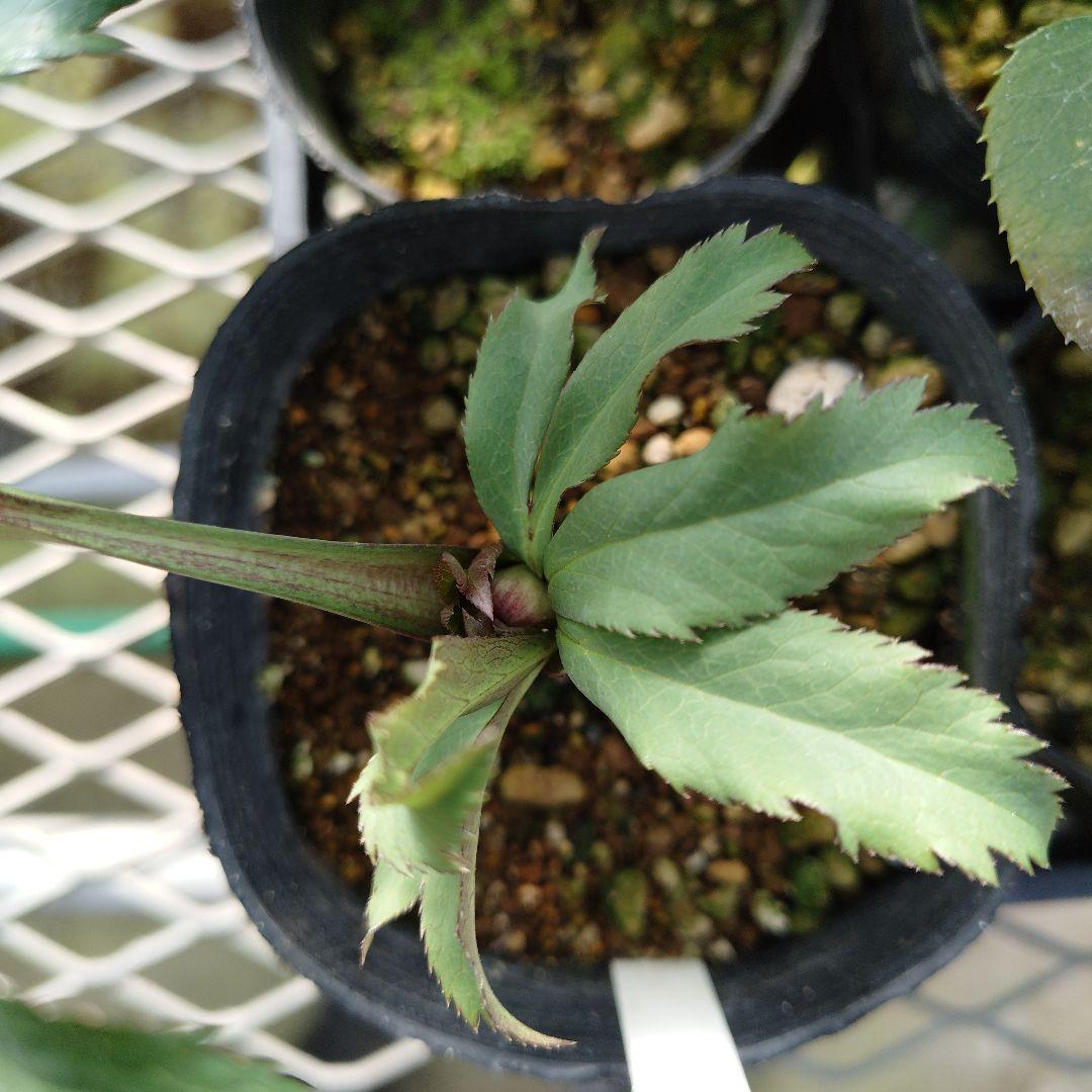 ポンタ　クリスマスローズセット