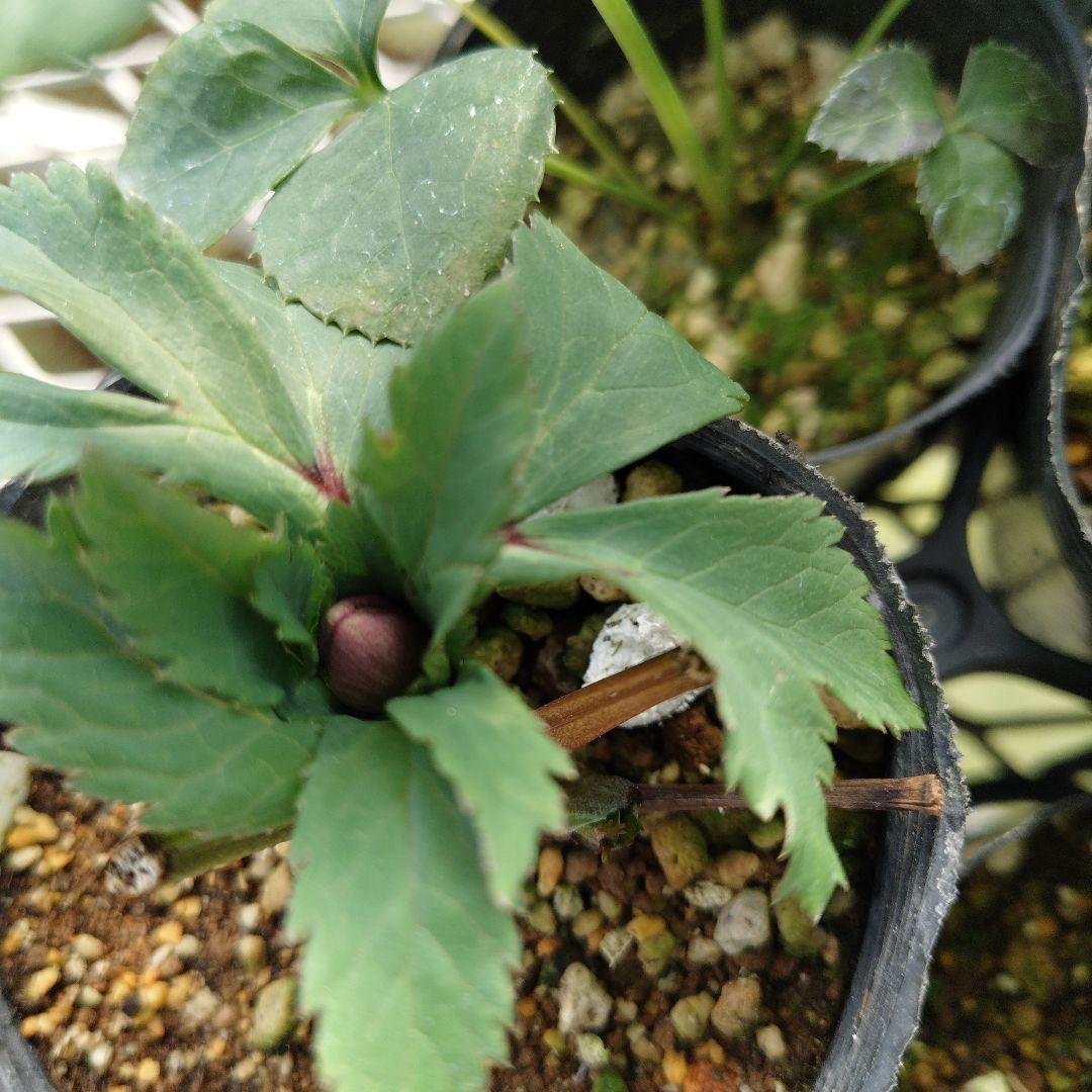 ポンタ　クリスマスローズセット