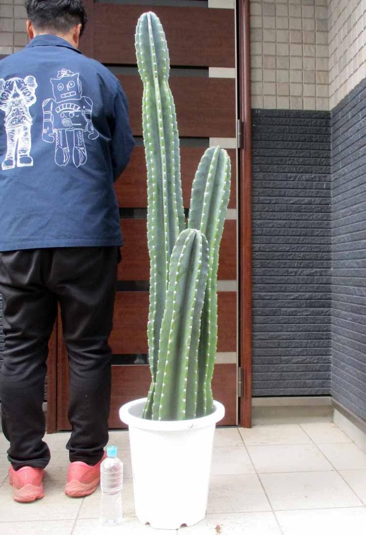 【現品】柱サボテン　10号サイズ　２T番　大型