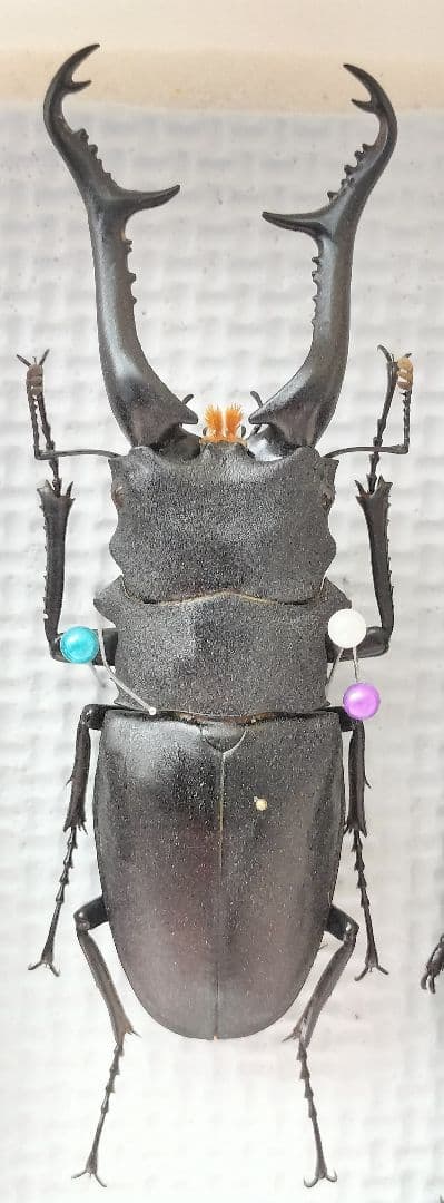 大型ギラファノコギリクワガタ標本