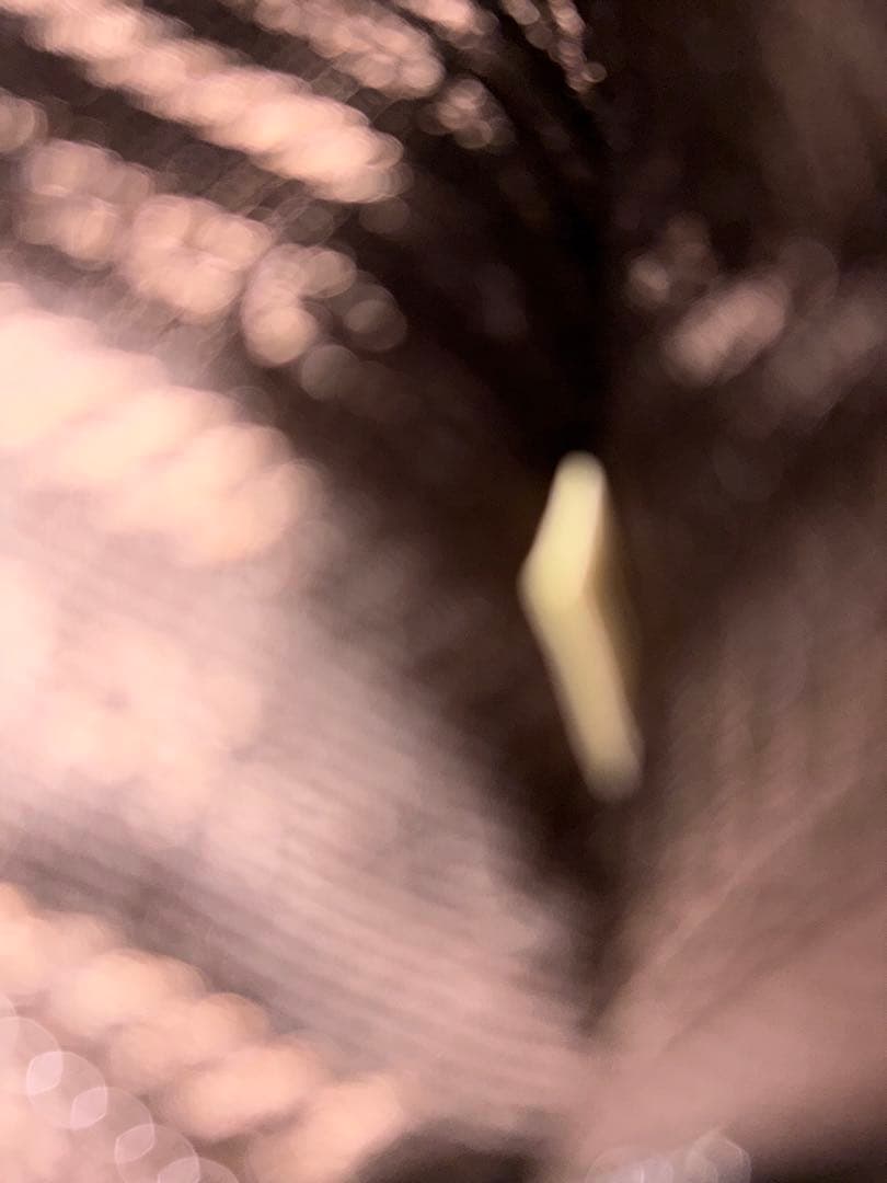 PRADA ブラウン　レザー ミニサイズ　バックパック