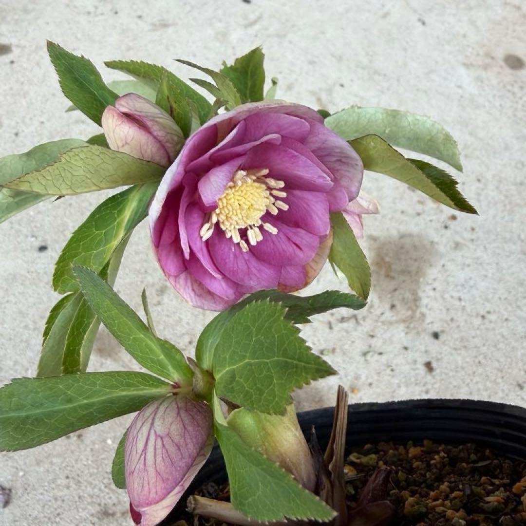 108 クリスマスローズ　開花株