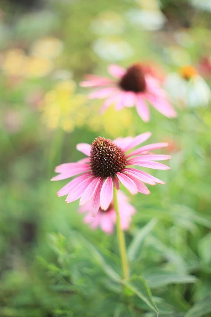 《希少》RICOH AUTO RIKENON 50mm F1.7【光学美品】