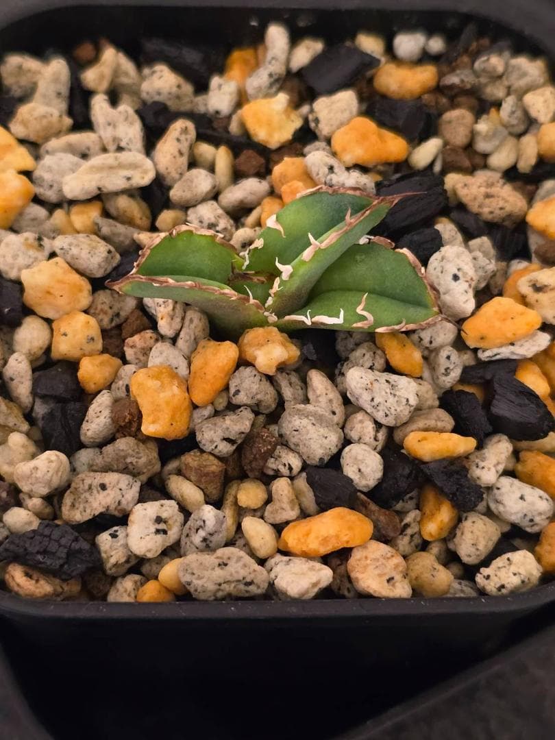 Agave IVORY W.A4 　子株　発根済　訳アリ格安注意事項　ラスト2