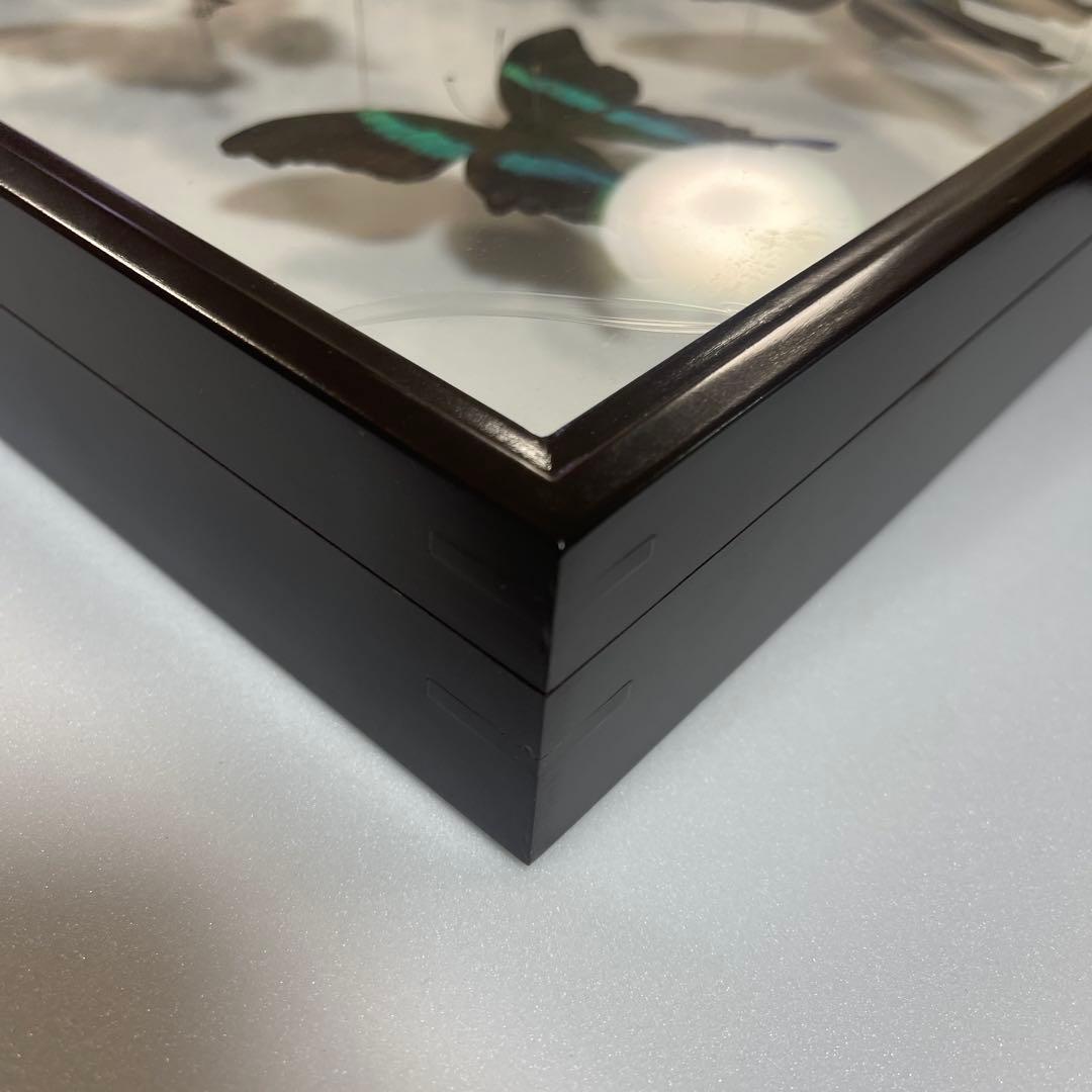 青と黒色のコントラストが美しいアゲハ蝶ドイツ箱入り標本