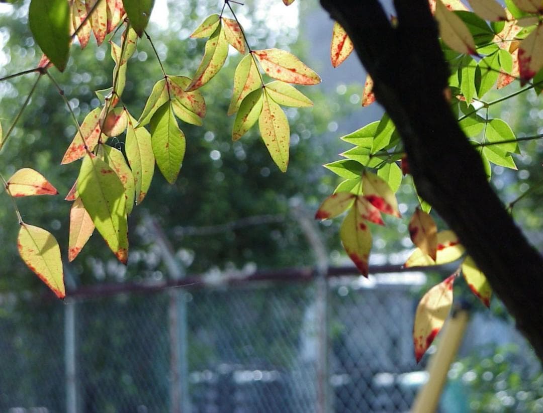 SONY DSC-D700 サイバーショットプロ 付属品付き 中古 動作品