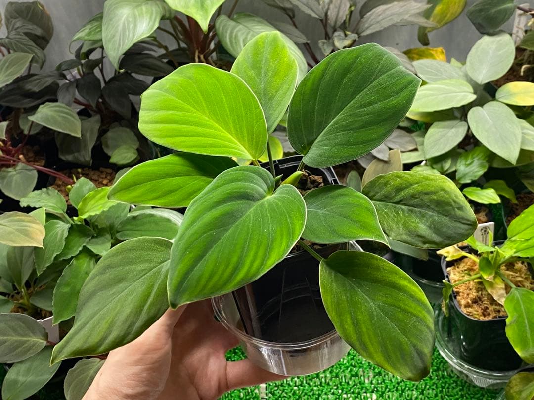 Homalomena sp. \"Kapuas-2\"【AZ0317-3】大株