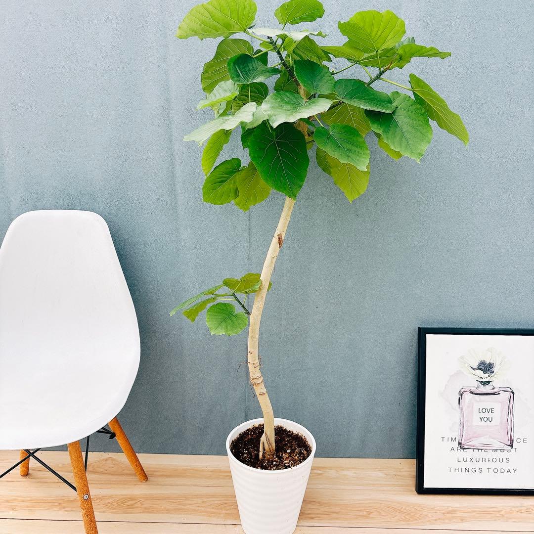 ［現品］28番　フィカス　ウンベラータ　8号　観葉植物　室内　大型　ゴムの木