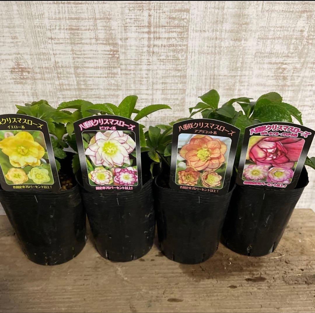 なおさん です♪2点セット！クリスマスローズ7鉢　4鉢　八重咲き　苗　苗木