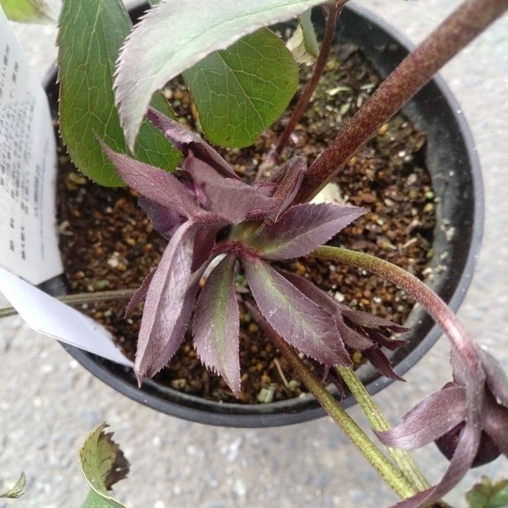 広瀬園芸。ブラックマジック。黒色の多弁花のクリスマスローズ。 NO36