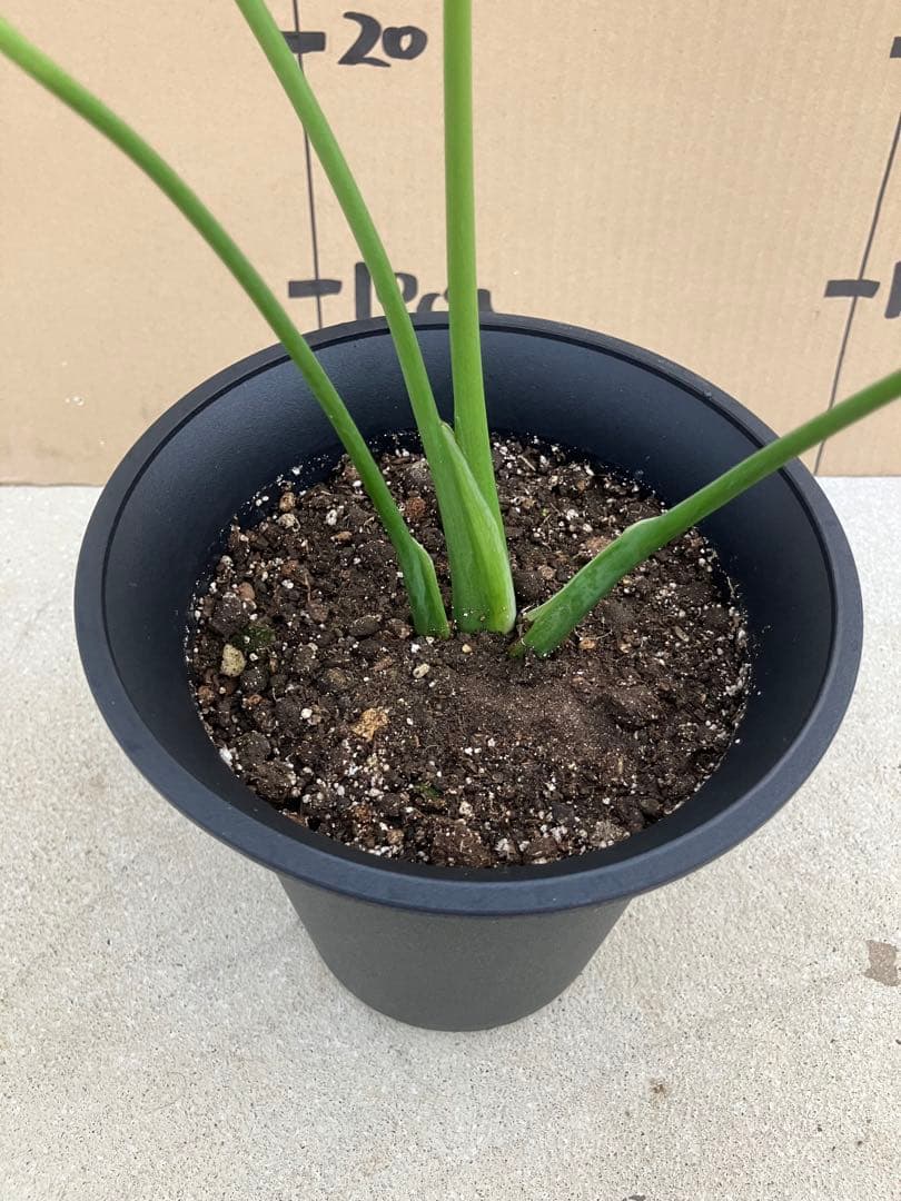 モンステラ　デリシオーサ実生株　斑入り　変異株凸凹葉っぱ　2鉢セット