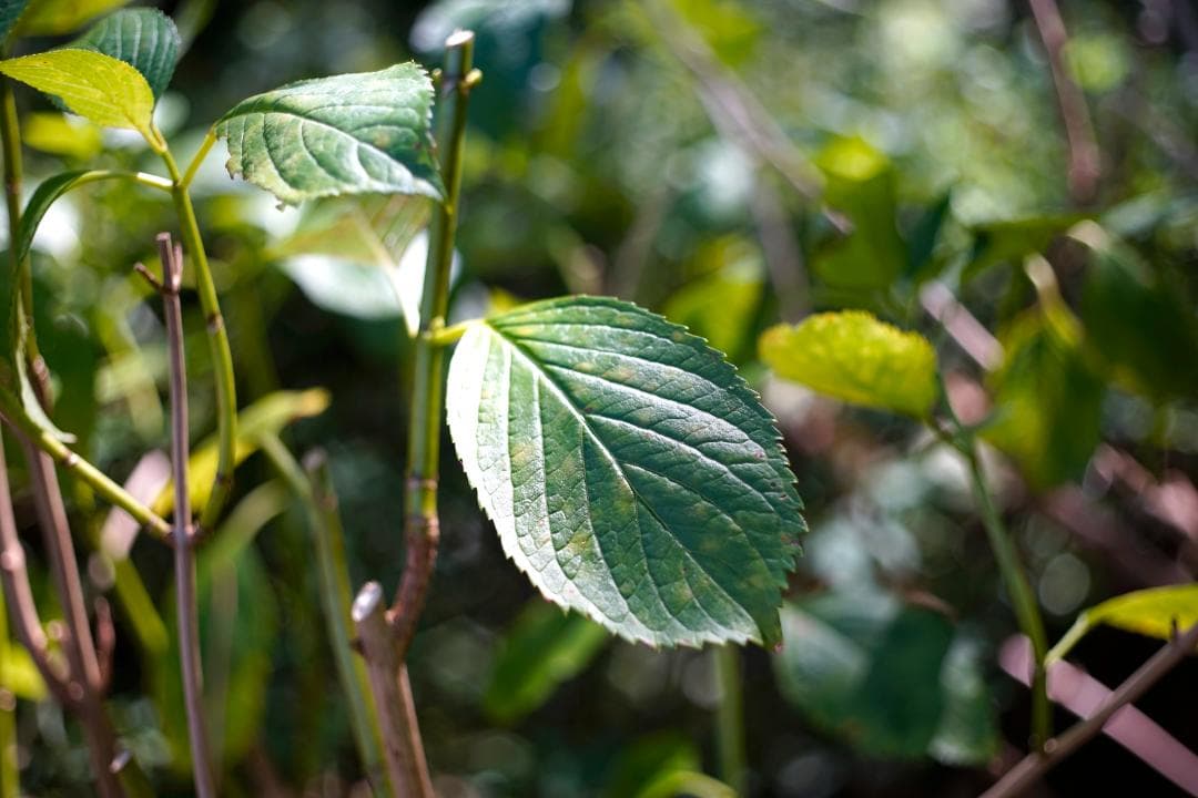 RICOH XR RIKENON 50mm L f2 とてもきれい 分解整備済