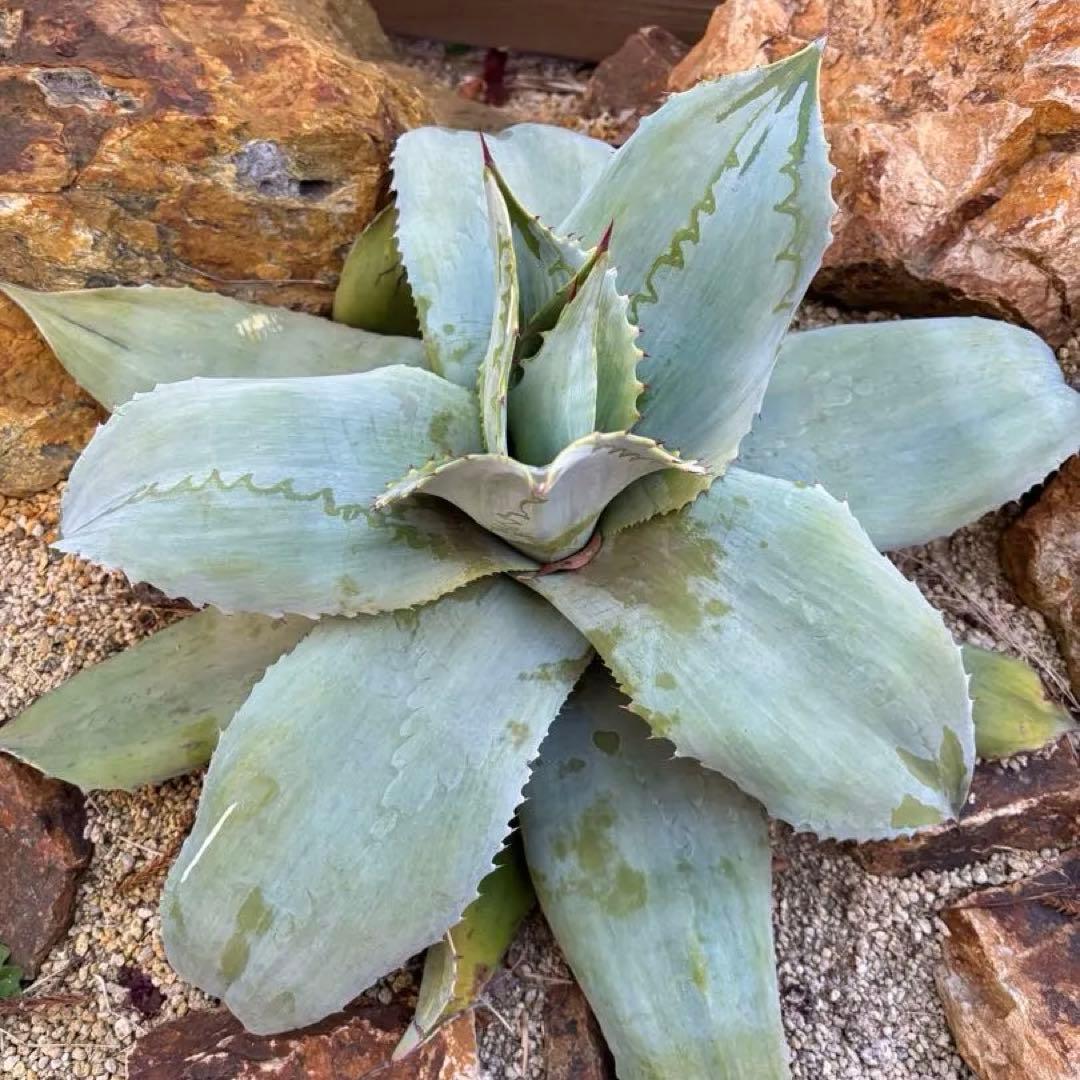 アガベ オバティフォリア フロステッドフレックス　斑入り　刷毛斑　縞斑　大株