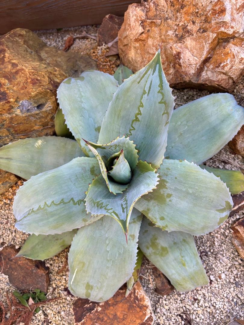 アガベ オバティフォリア フロステッドフレックス　斑入り　刷毛斑　縞斑　大株