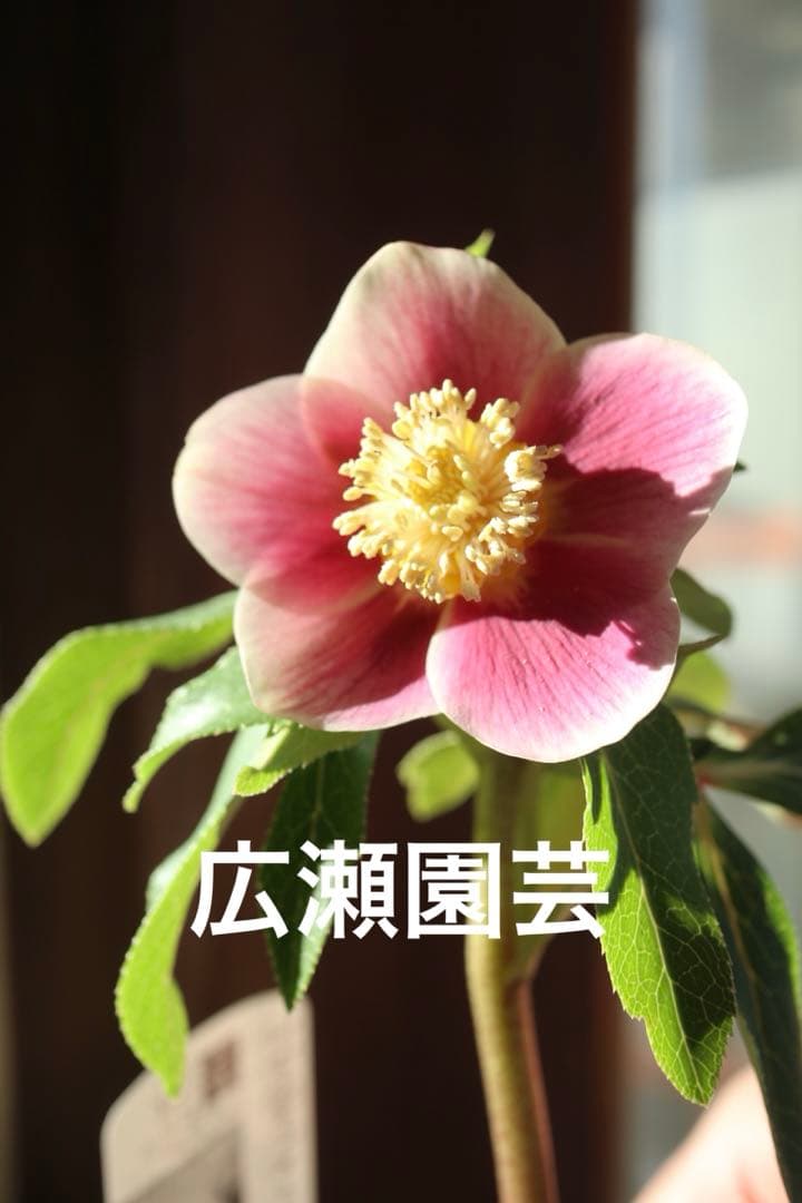 ♡広瀬園芸♡ S Sピンクぼかし　イエローネクタリ ソレイユ系