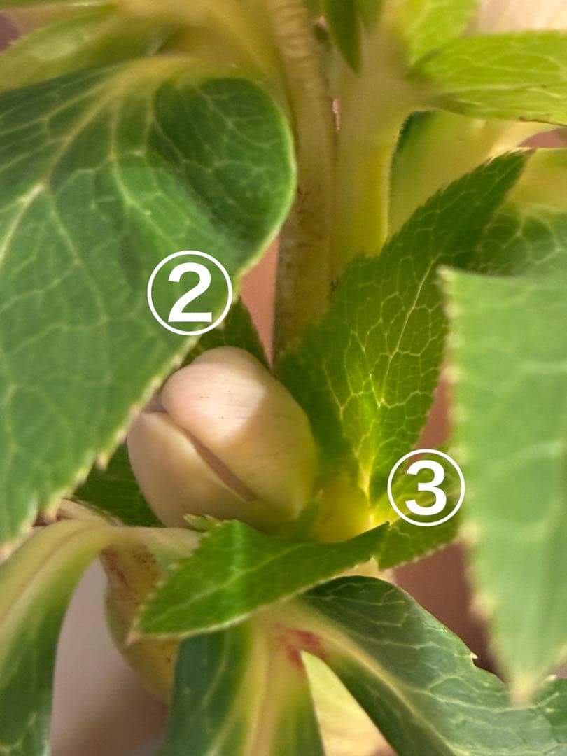 ♡広瀬園芸♡ S Sピンクぼかし　イエローネクタリ ソレイユ系