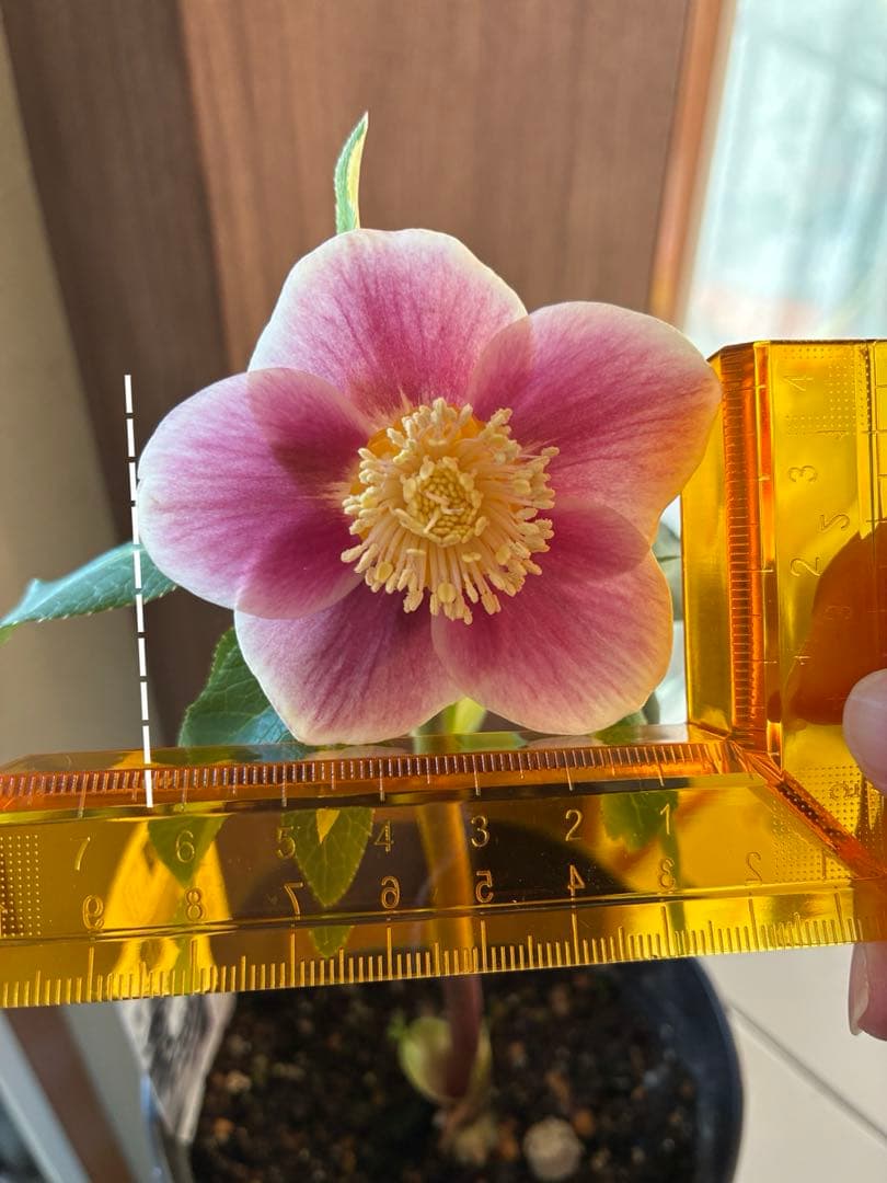 ♡広瀬園芸♡ S Sピンクぼかし　イエローネクタリ ソレイユ系