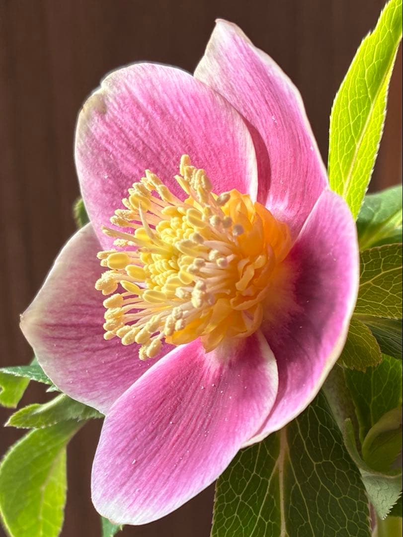 ♡広瀬園芸♡ S Sピンクぼかし　イエローネクタリ ソレイユ系