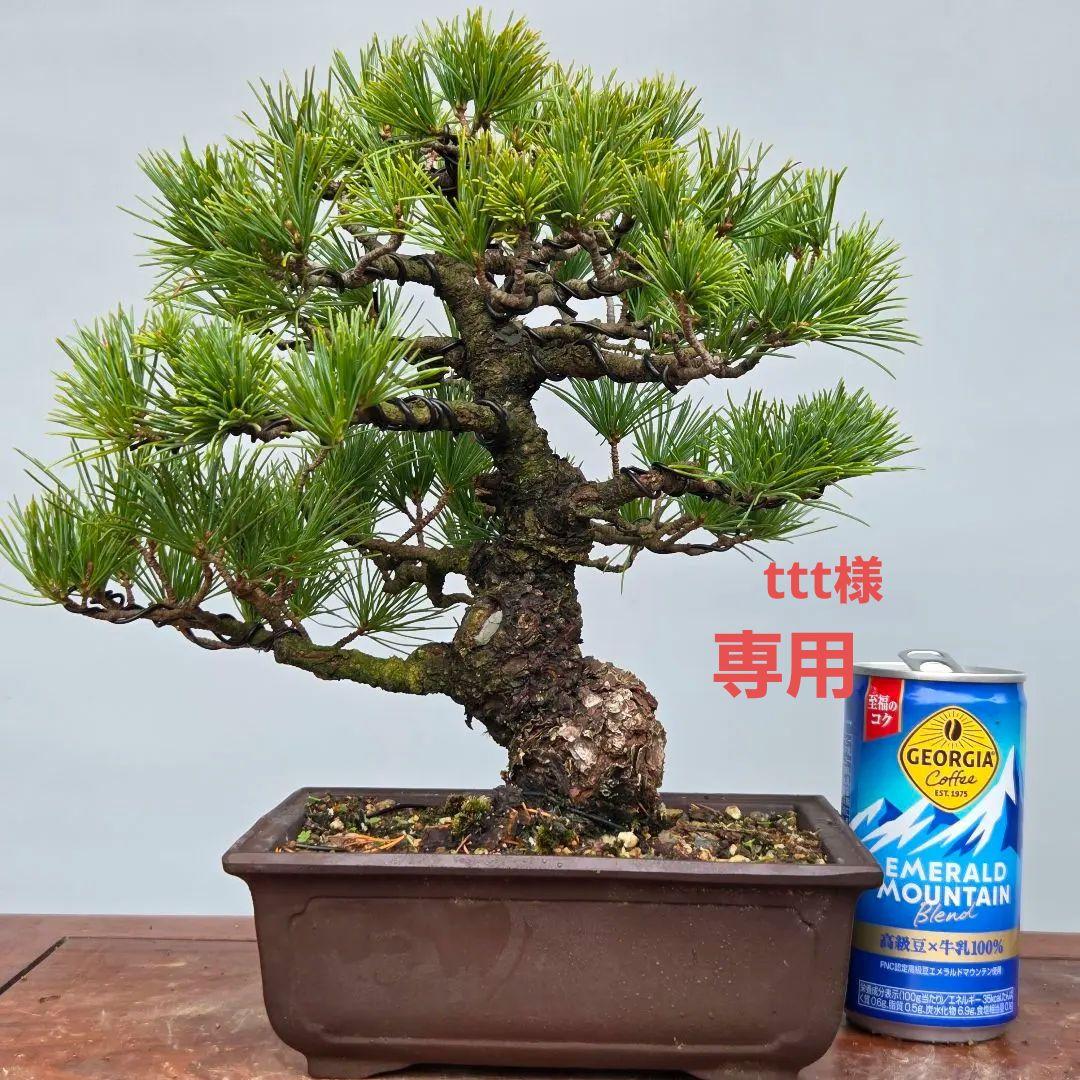 五葉松　[模様木]　貴風盆栽