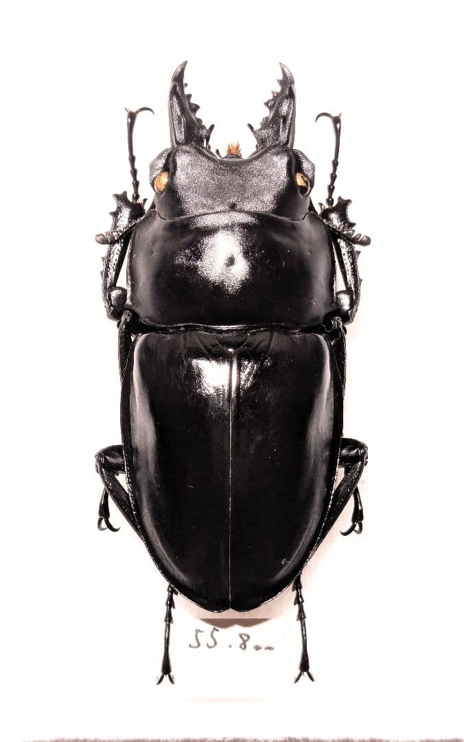 徳　アマミマルバネ