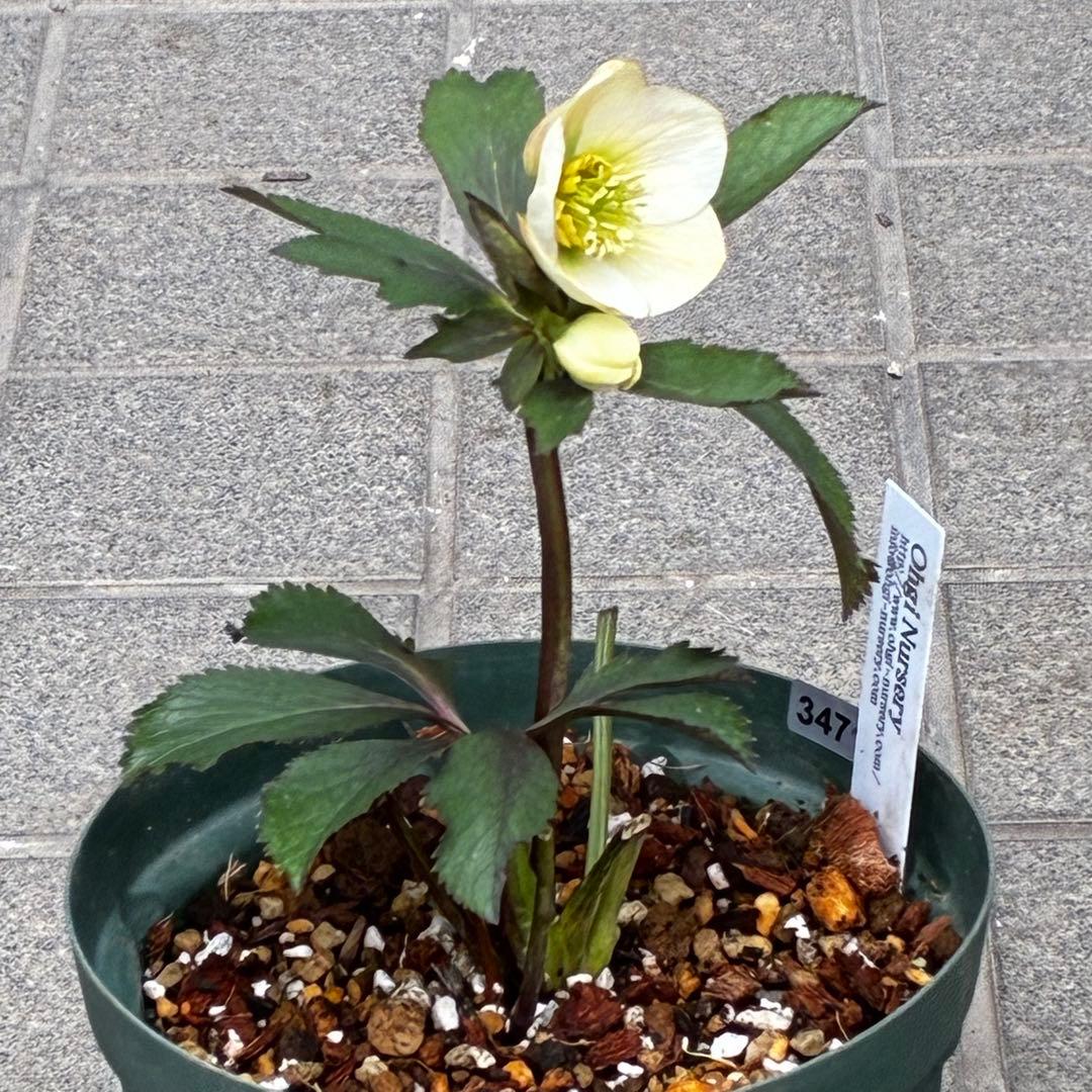 ま*ぎ様 3471☘️花、タグ付き☘️⭐️ポーセリン⭐️繊細柄⭐️小輪⭐️渋葉⭐