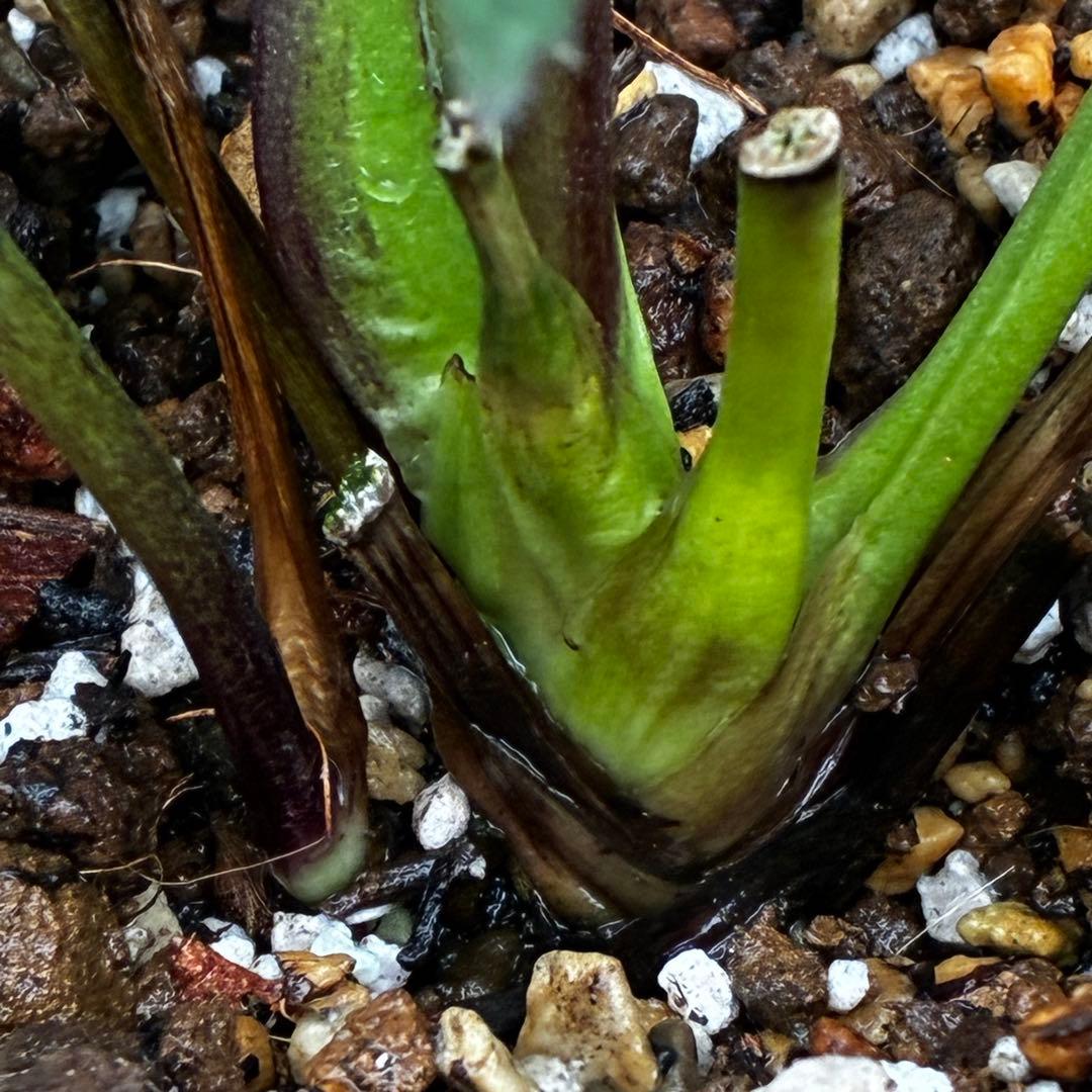 ま*ぎ様 3471☘️花、タグ付き☘️⭐️ポーセリン⭐️繊細柄⭐️小輪⭐️渋葉⭐