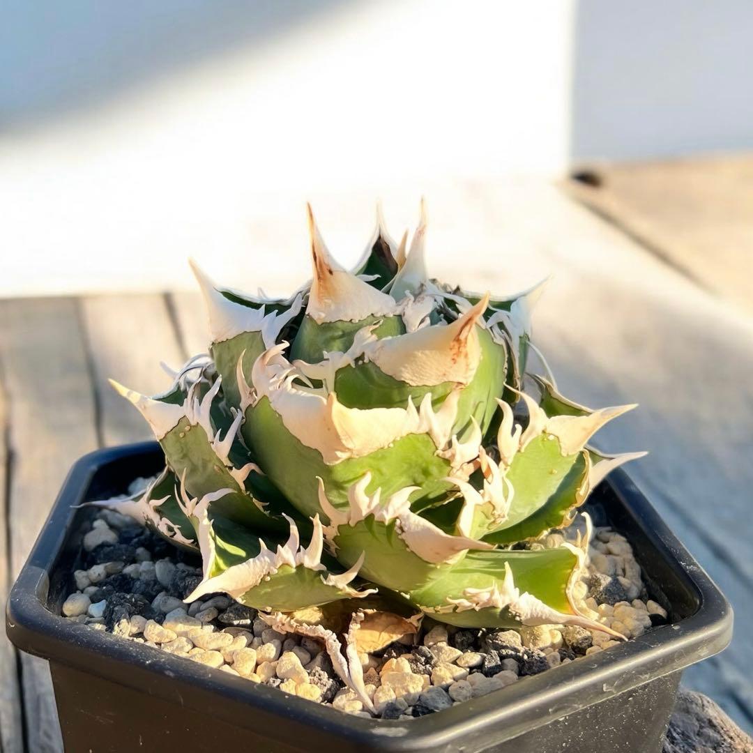 t*t様 lize血統 大白鯊　ホホジロザメ