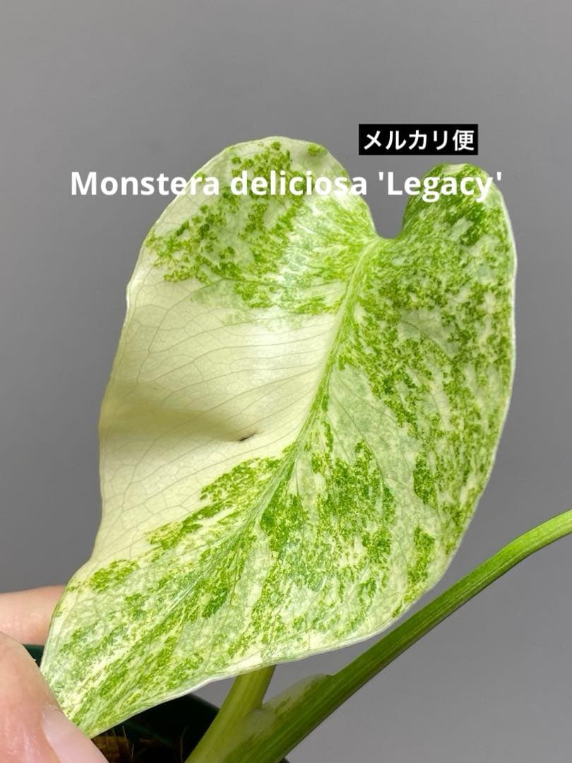 ご*ん様 【斑入り強め✨】モンステラ　デリシオーサ　レガシー　斑入り　希少　人気