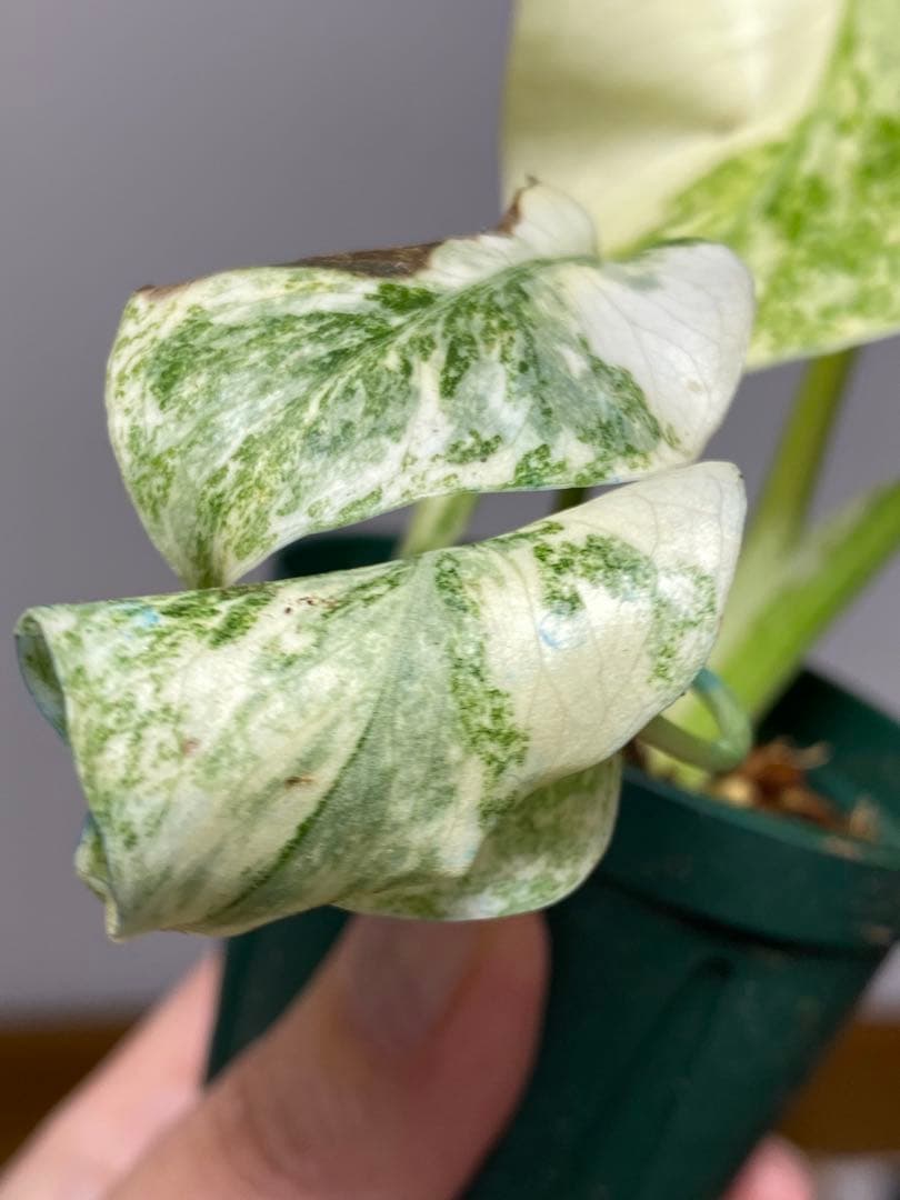ご*ん様 【斑入り強め✨】モンステラ　デリシオーサ　レガシー　斑入り　希少　人気