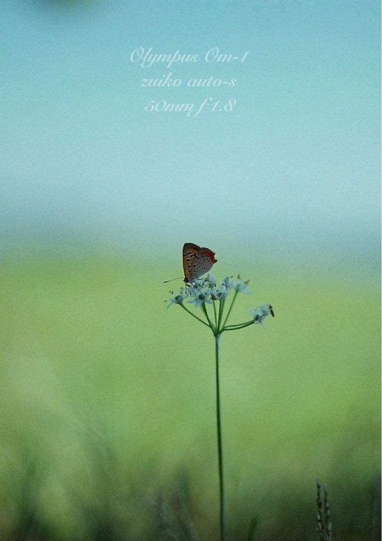 ★超美品＊完動品★OLYMPUS OM-1★初期保証★作例多数！