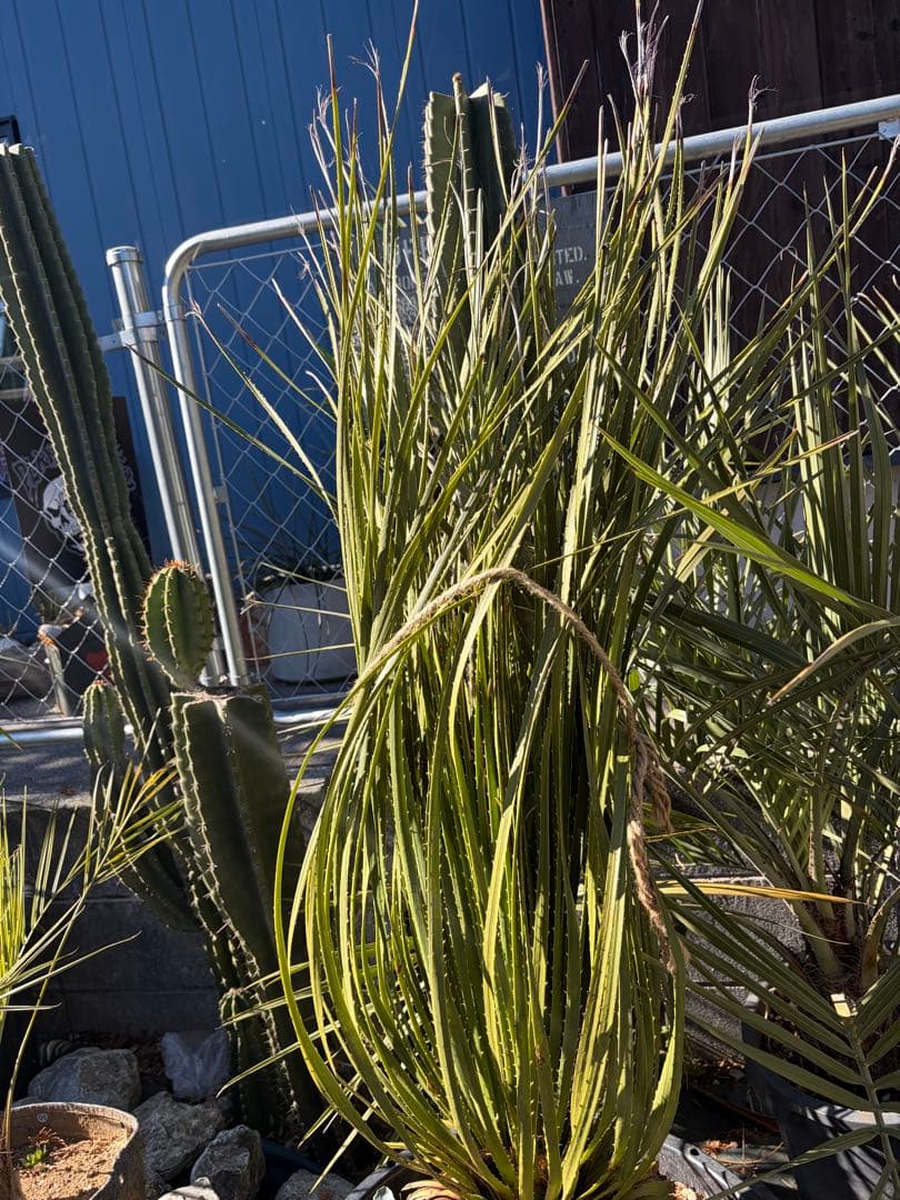 耐寒性ダシリリオン大苗ミキワネンシス◇ドライガーデン多肉サボテン　アガベ　ユッカ