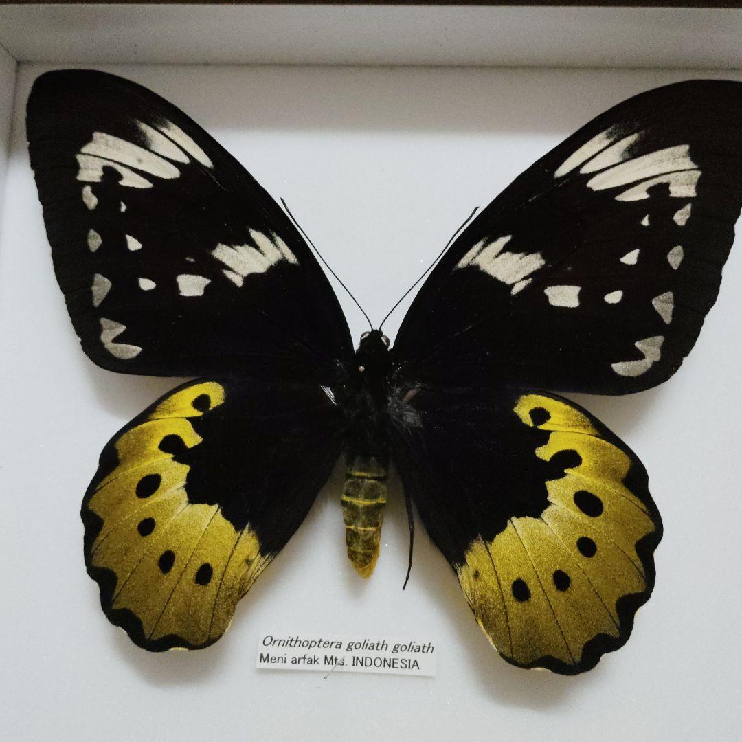 19.5センチ　samsonではかなり最大級？　蝶標本　ゴライアストリバネアゲハ