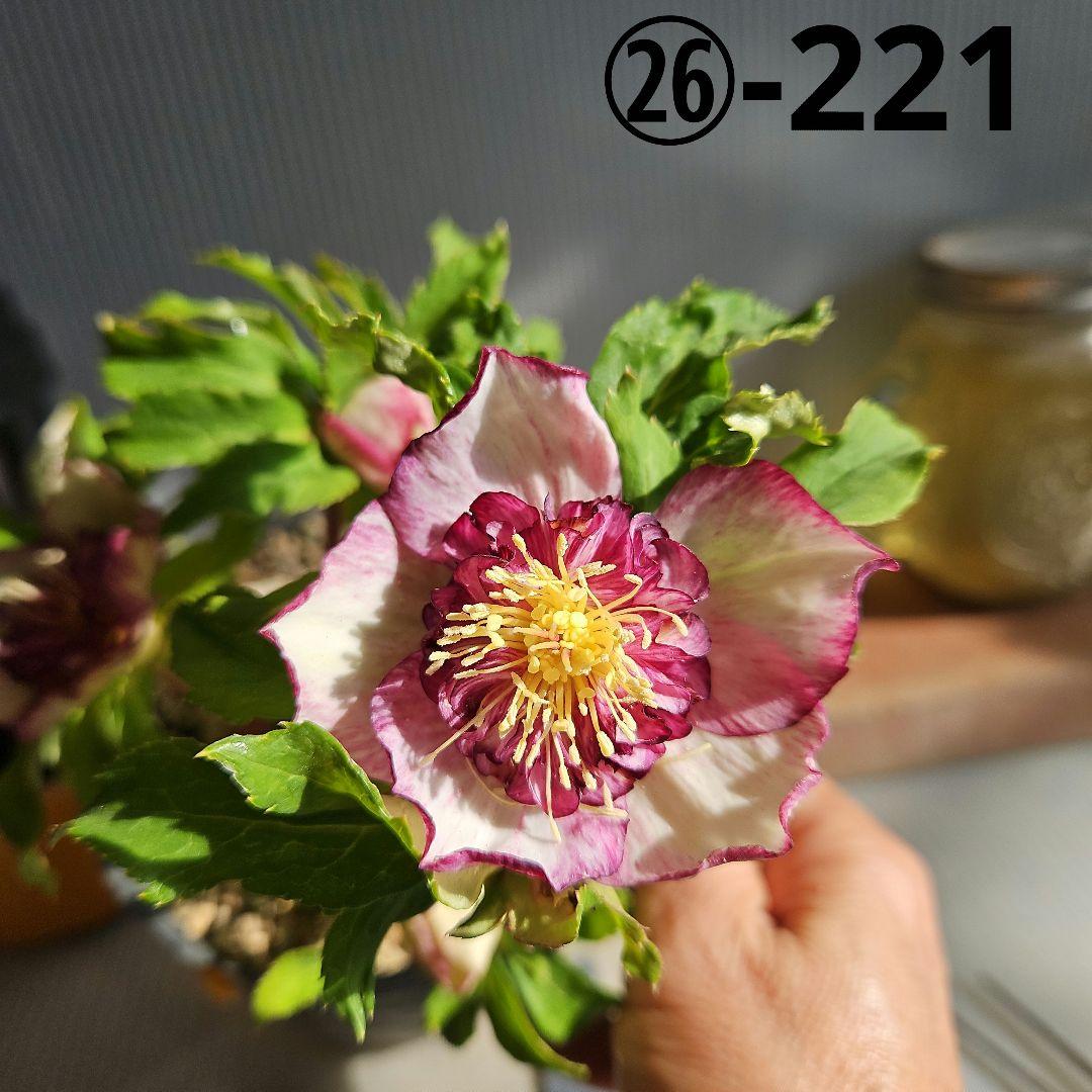 96猫様ご購入苗㉖-221㉖-230㉖-232クリスマスローズ