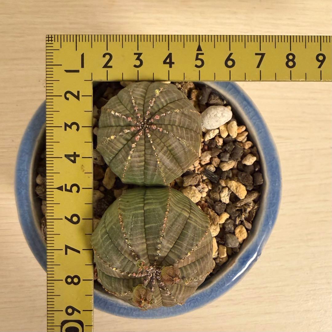 G*N様 ユーフォルビア オベサ 2頭 ダブルヘッド 種子付き