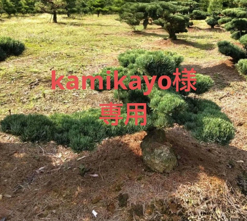 八房 五葉松 鉢植えサイズ ◆ 引き取り限定価格❗️