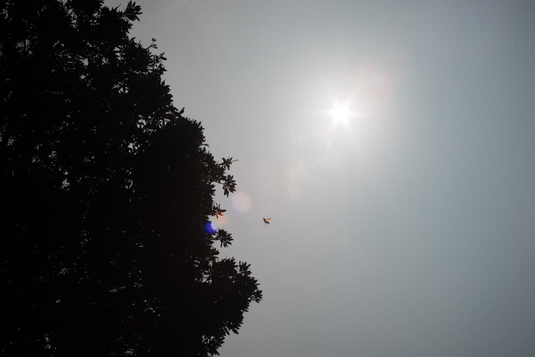 アダプターつきミノルタ MC-ROKKOR PG 50mm F1.4 448