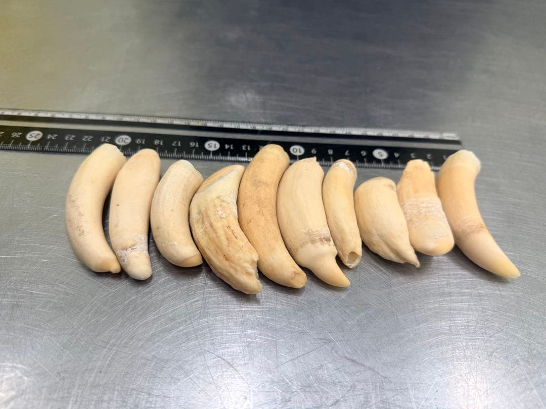 マッコウクジラの歯10個セット