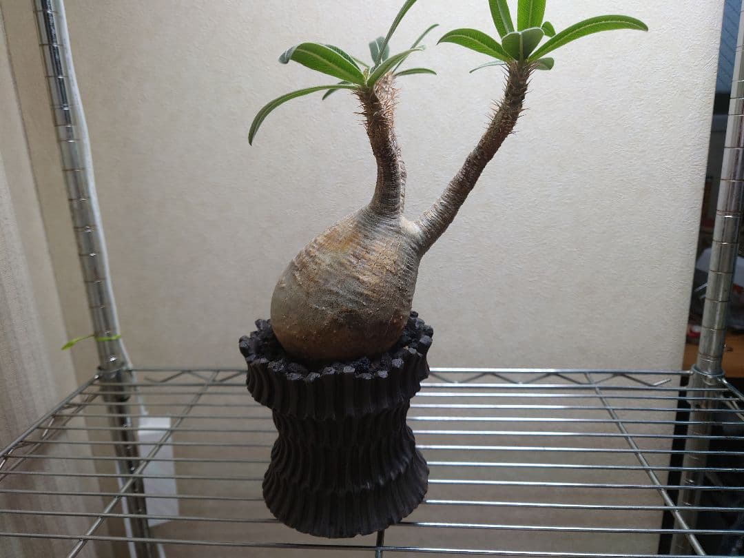 パキポディウム　グラキリス　発根済み