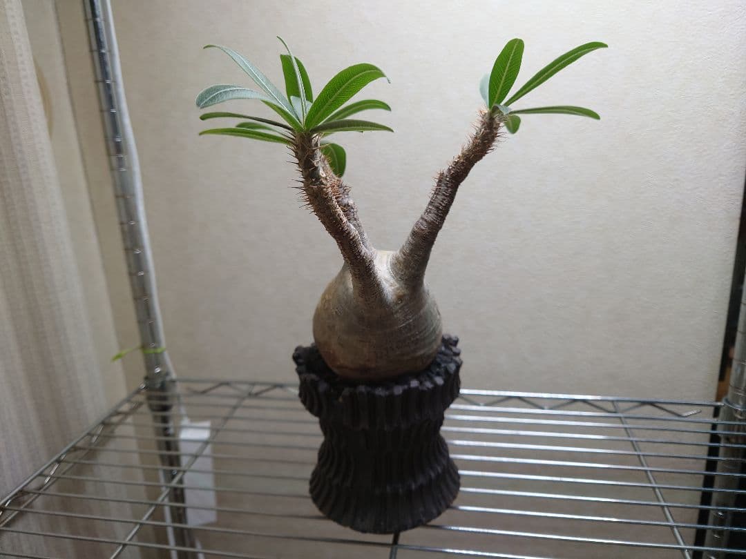 パキポディウム　グラキリス　発根済み