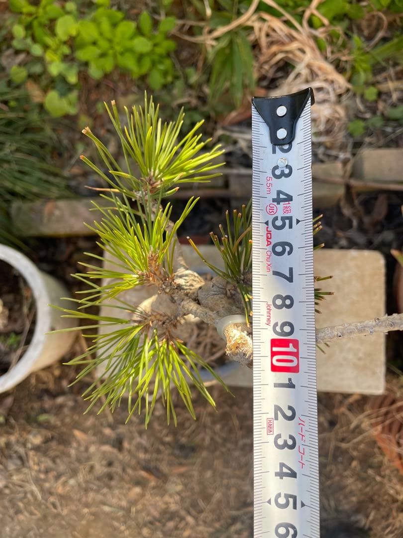 根上がり黒松中品盆栽